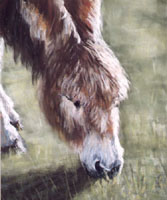 The Donkey